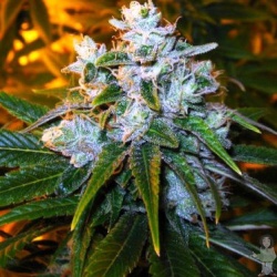 Trainwreck Feminized Cannabis Seeds