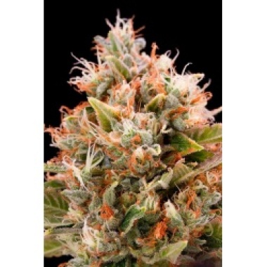 Chemdawg Cannabis Seeds Feminized