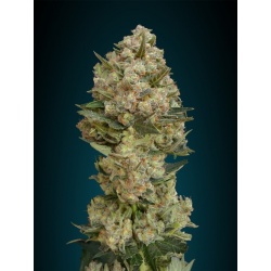 Critical Autoflower Cannabis Seeds Feminized