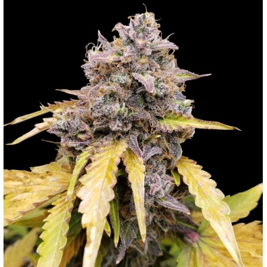 Gelato Autoflower Cannabis Seeds Feminized