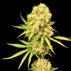 Gold Sativa Cannabis Seeds Feminized