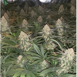Critical Magic Cannabis Seeds Feminized