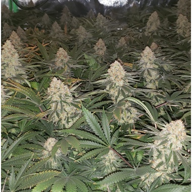 Critical Magic Cannabis Seeds Feminized