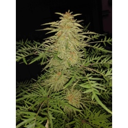 Incognito Cannabis Seeds (REGULAR)