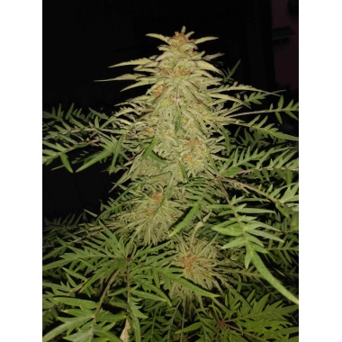 Incognito Cannabis Seeds (REGULAR)