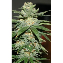 Jack Herer Fast Version Cannabis Seeds Feminized