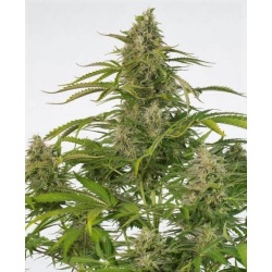 Auto CBD Cheese Cannabis Seeds Feminized