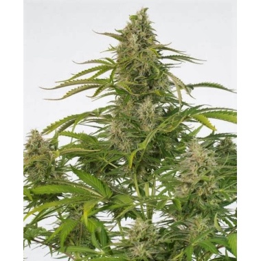 Auto CBD Cheese Cannabis Seeds Feminized