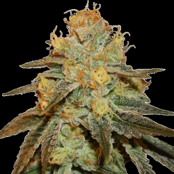 Bruce Banner Fast Version Feminized Cannabis Seeds