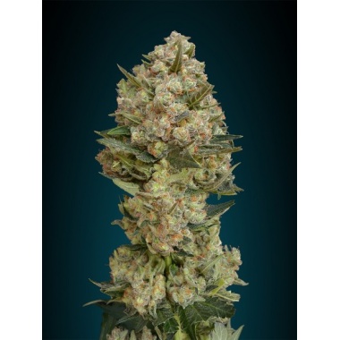 Critical Fast Version Cannabis Seeds Feminized