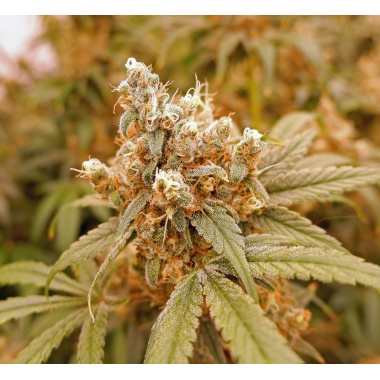 Pink Berry Cannabis Seeds Feminized