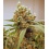 Pink Berry Cannabis Seeds Feminized