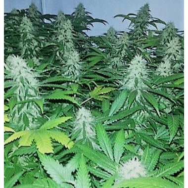 Quebec Super Skunk Autoflower Feminized Cannabis Seeds