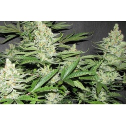 Sour Diesel Cannabis Seeds Feminized