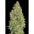 Durban Poison Cannabis Seeds Feminized