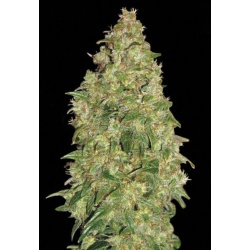 Durban Poison Cannabis Seeds Feminized