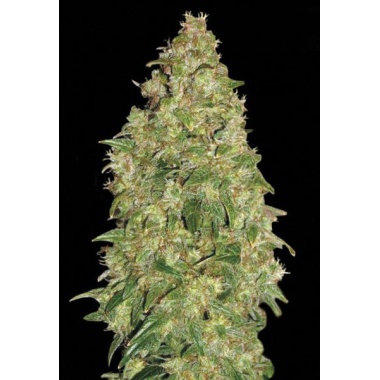Durban Poison Cannabis Seeds Feminized