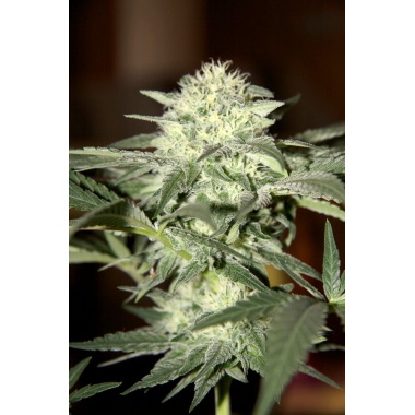 Dwarf Low Flyer Autoflower Cannabis Seeds Feminized