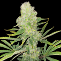Northern Lights Cannabis Seeds Feminized
