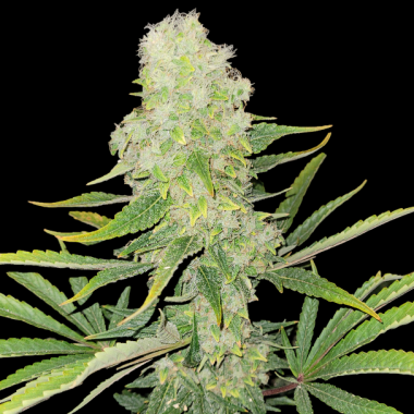 Northern Lights Cannabis Seeds Feminized