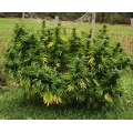 Super Skunk Cannabis Seeds Feminized