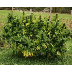 Super Skunk Cannabis Seeds Feminized
