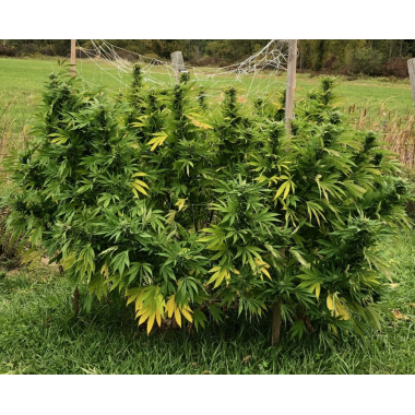 Super Skunk Cannabis Seeds Feminized