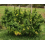 Super Skunk Cannabis Seeds Feminized