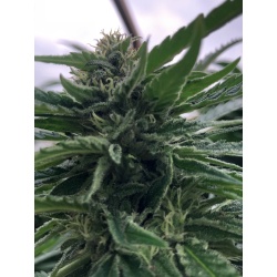 Strawberry Cannabis Seeds Feminized