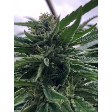 Strawberry Cannabis Seeds Feminized