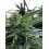 Strawberry Cannabis Seeds Feminized