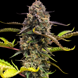 Skunk No.1 Autoflower Feminized Cannabis Seeds