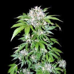 AK 47 Autoflower Cannabis Seeds Feminized