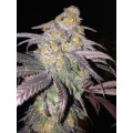 M 39 Granddaddy Cannabis Seeds Feminized