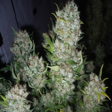 Quebec Gold 2.0 Cannabis Seeds Feminized