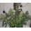 Mazar Autoflower Feminized Cannabis Seeds