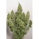 Mazar Autoflower Feminized Cannabis Seeds