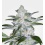 Bubblegum Cannabis Seeds Feminized