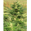 Bubblegum Cannabis Seeds Feminized