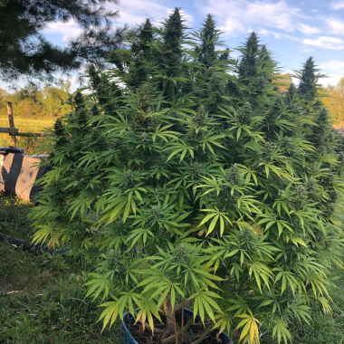 Bubblegum Cannabis Seeds Feminized