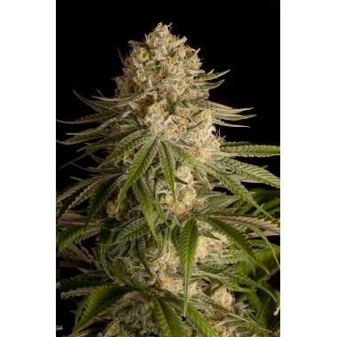 Critical Kush Cannabis Seeds Feminized