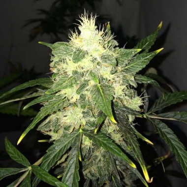 OG Kush Autoflower Feminized Cannabis Seeds