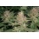 Strawberry Cannabis Seeds Feminized