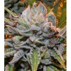 Black Gold Cannabis Seeds Feminized