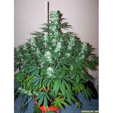 White Widow Autoflower Feminized Cannabis Seeds