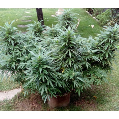 Black Gold Fast Version Cannabis Seeds Feminized