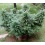 Black Gold Fast Version Cannabis Seeds Feminized
