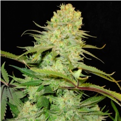Blue Cheese Cannabis Seeds Feminized