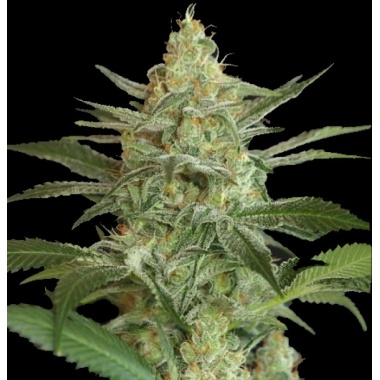OG Kush Cannabis Seeds Feminized