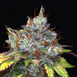 Purple Kush Cannabis Seeds Feminized